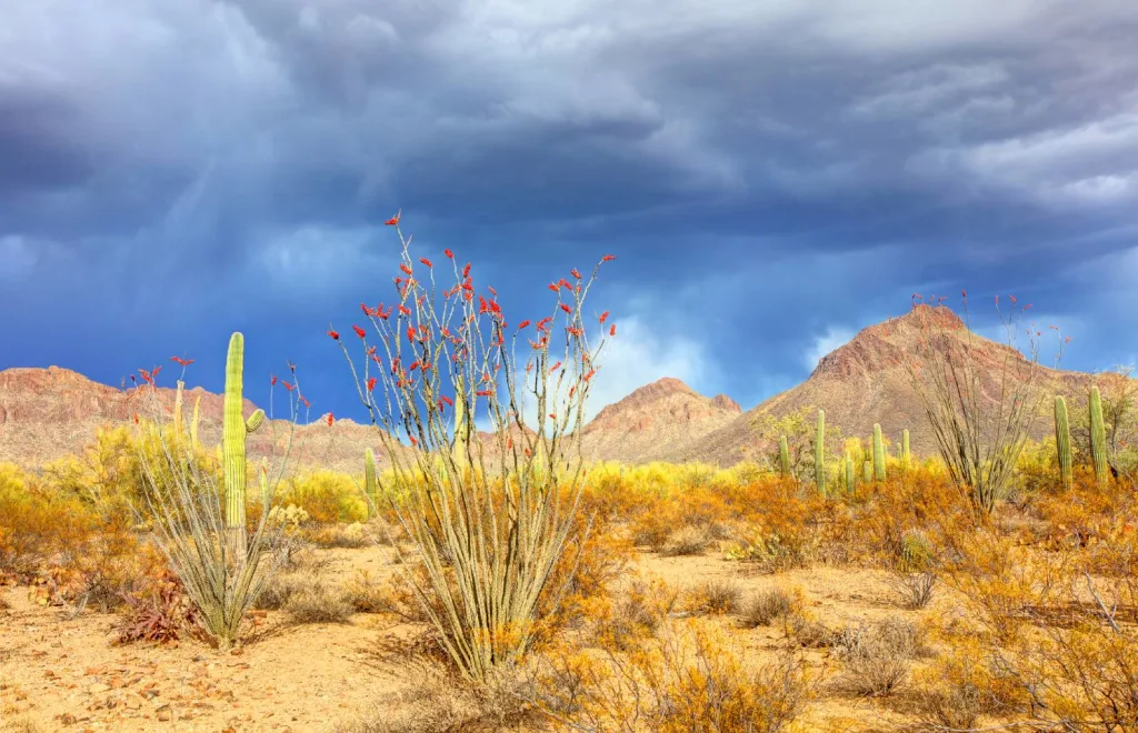 Springtime at Tucson Mountain Park